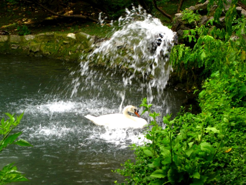 Swan-under-waterfall
