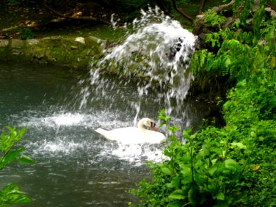 Swan-under-waterfall