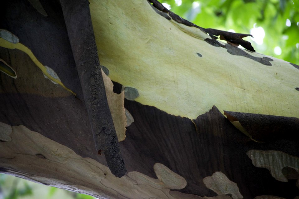 Picture Of A Sycamore Tree Shedding Its Bark A Natural Process Of Mature Trees