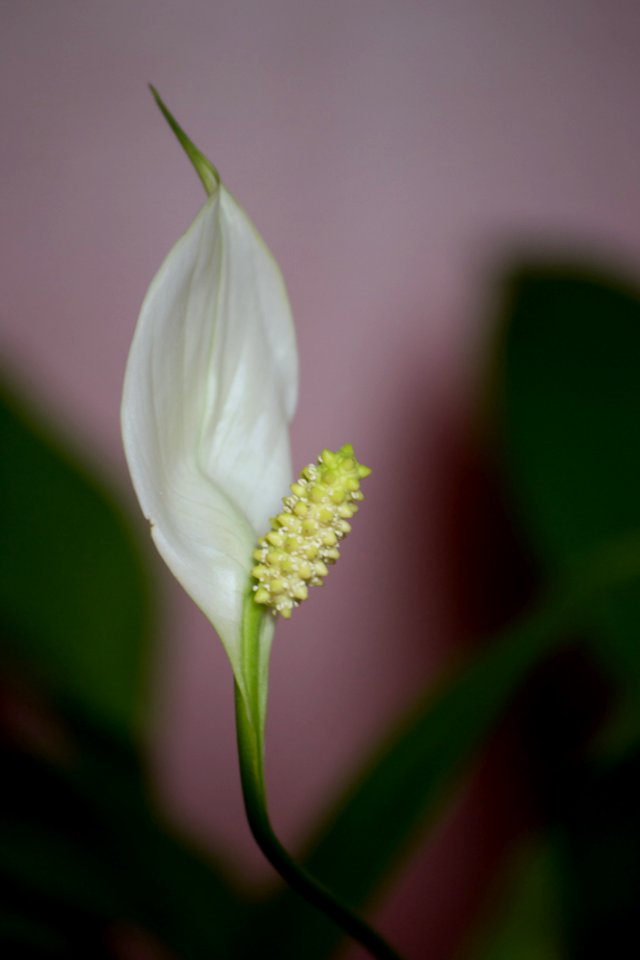 An Attractive Spathiphyllum Indoor Plant