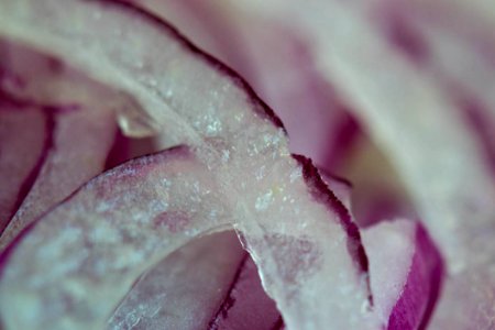 Slices Of Red Onion photo
