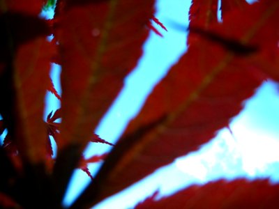 Sky-seen-through-rusty-leaves
