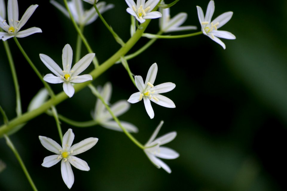 Starry Little White Flowers