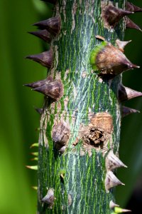 Silk Floss Tree Trunk With Thorns photo