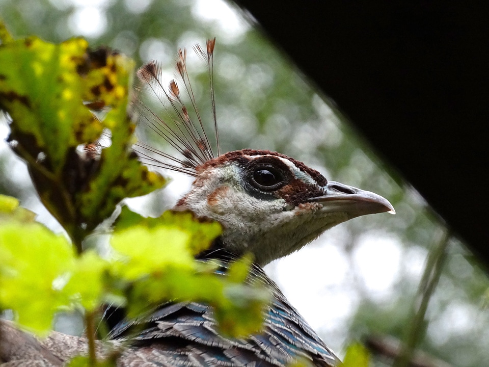 Bill nature animal