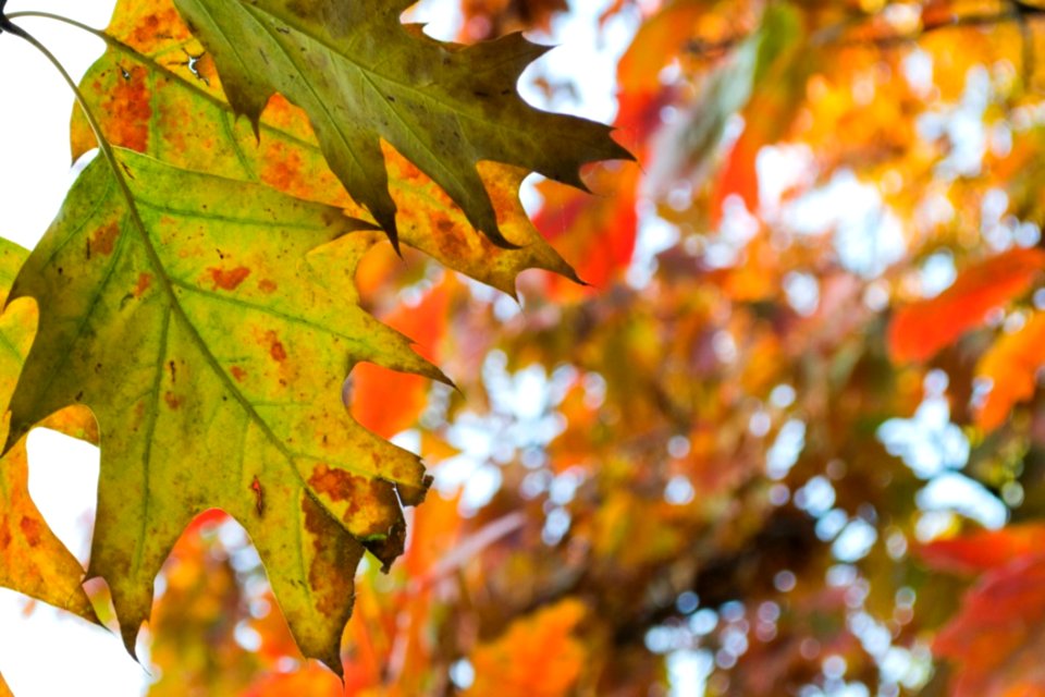 Rusty-leaves-in-the-park