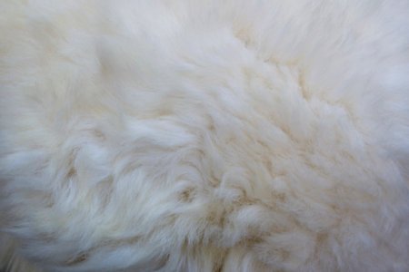 Sheep-fur