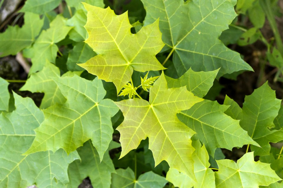 Low Growing Plant Leaves