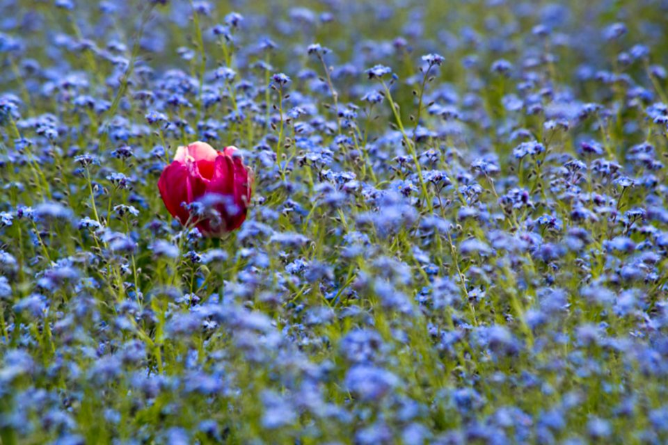 Single Red Rose In A Field Of Blue Little Flowers