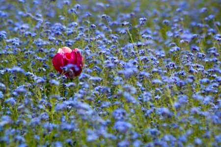 Single Red Rose In A Field Of Blue Little Flowers