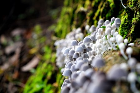 White Mushrooms
