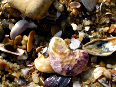 Sea-shells-on-shore