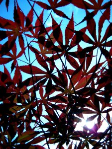 Rusty-colored-leaves