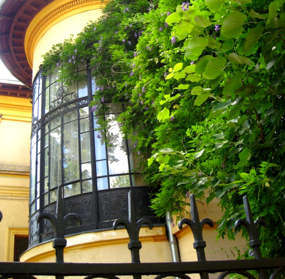 Round-house-corner-with-climbing-violet-vine