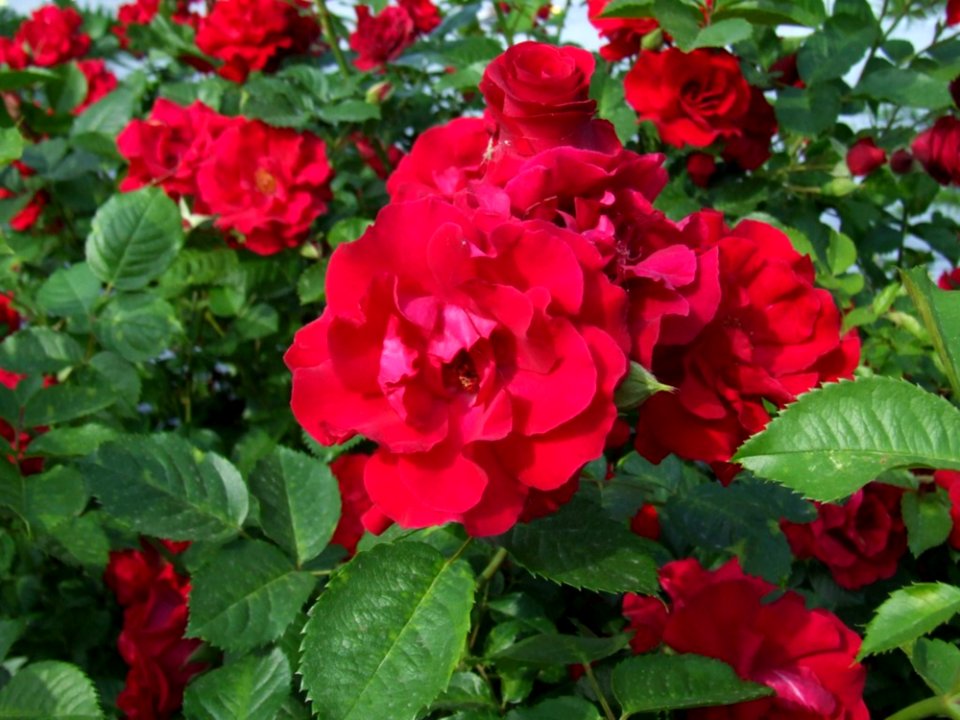 Red-bush