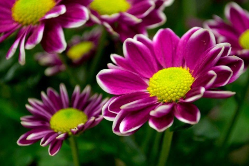 Purple-daisy-with-white-tips