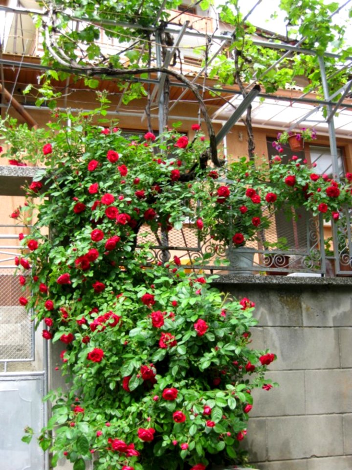 Red-bush-hanging-on-wall