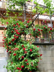 Red-bush-hanging-on-wall