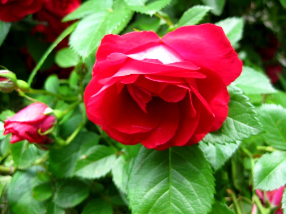 Red-rose