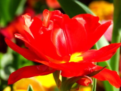 Red-tulip-close-up-shot photo