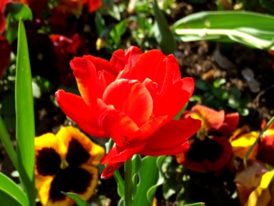 Red-tulip-and-pansies photo
