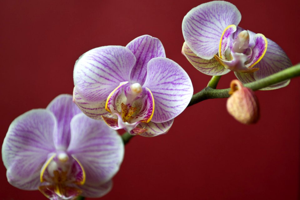 Moth Orchid On Red Background