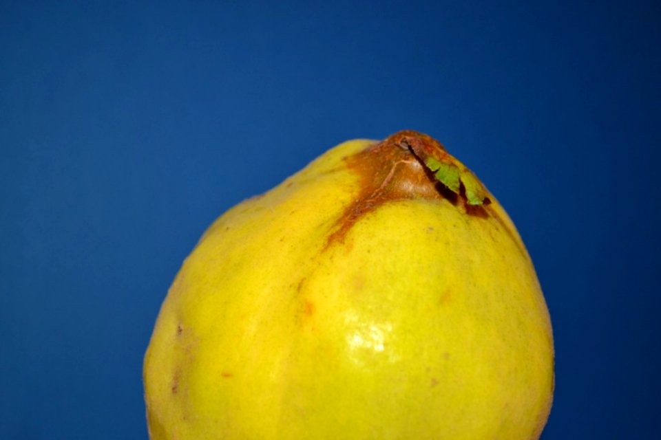Quince-against-navy-blue-background