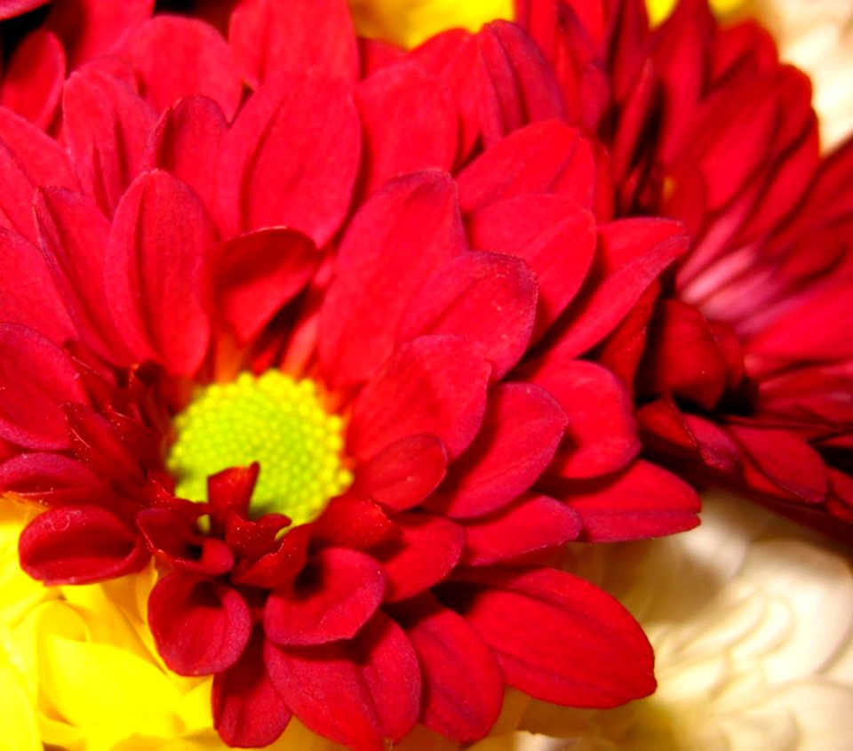 Red-chrysantemum