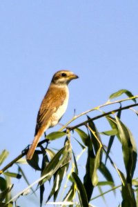 Red-backed Shrike