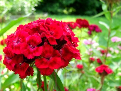 Red-pelargonium photo