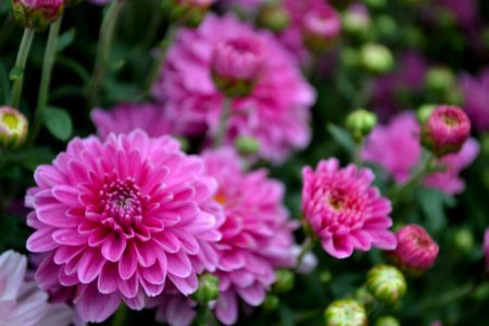 Pink-dahlia-bush photo