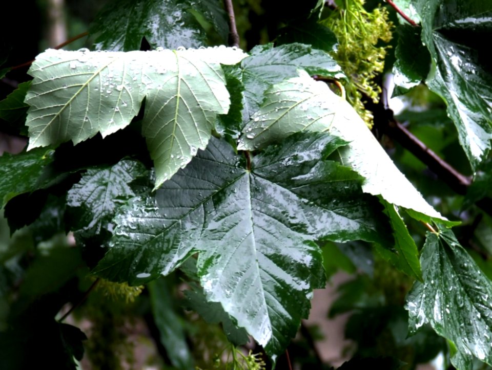 Rain-pouring-on-large-leaf