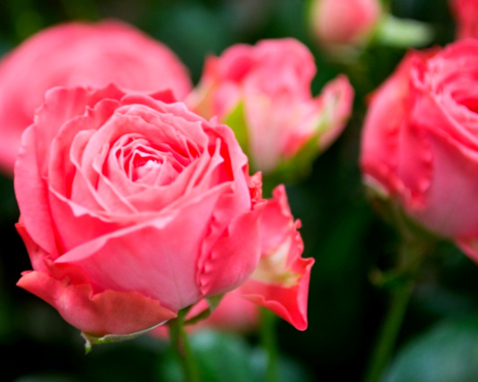 Pink-roses-in-a-flower-shop