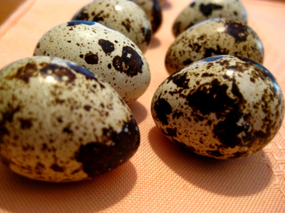 Quail-eggs-on-cloth