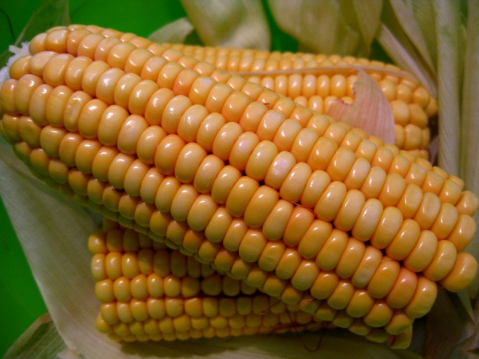 Raw-corn-cobs-and-corn-leaves