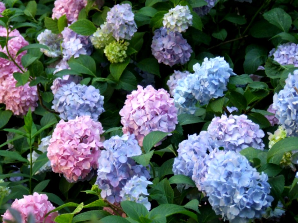 Pink-and-blue-hydrangeas