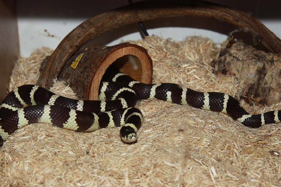 Reptile banded serpent