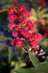 Red Flower Plant