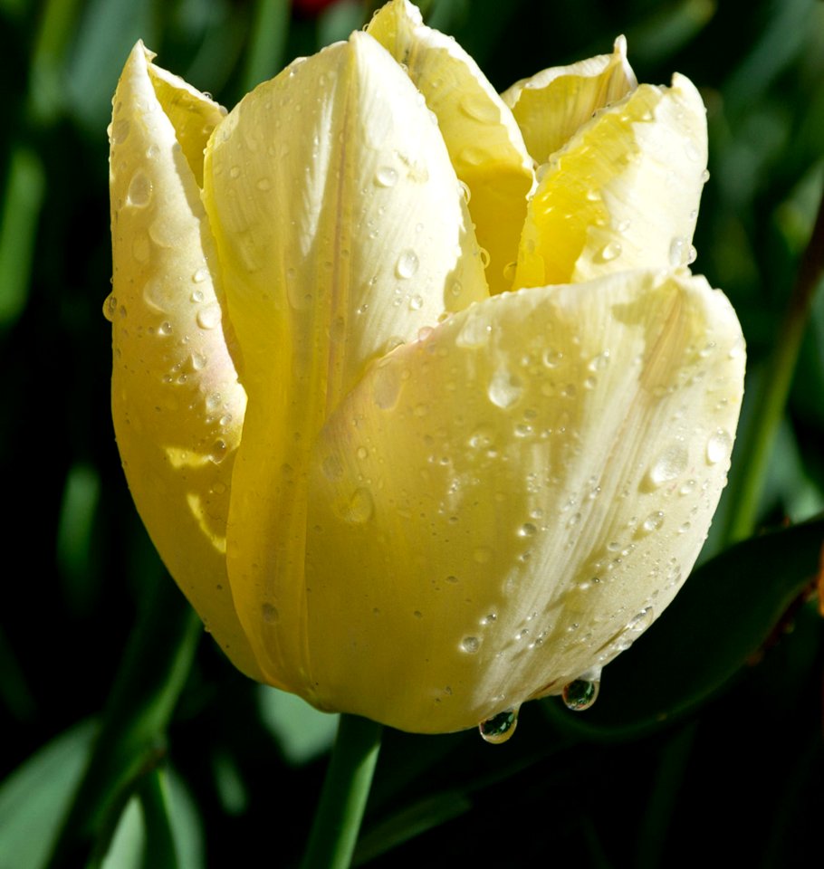 Rain Drops On Yellow Tulip Petals