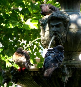 Pigeons-bathing-in-fountain