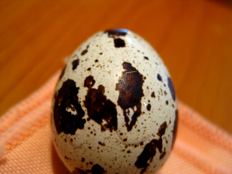 Pattern-on-quail-egg-shell