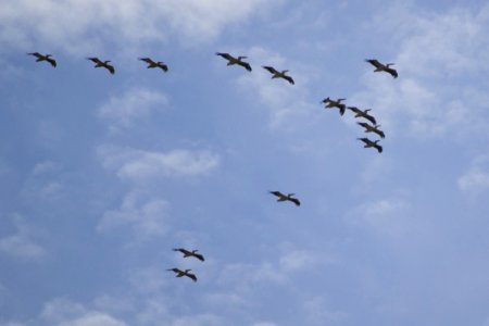 Pelican Squadron