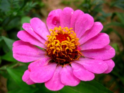 Pink-zinnia-flower photo