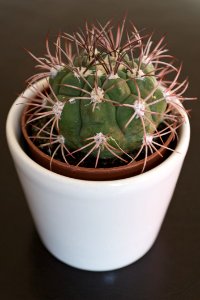 Indoor Small Cactus