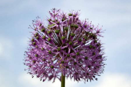 Alium Onion Flower photo