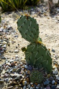 Opuntia Prickly Pear Cactus