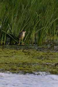Red Eye Night Heron