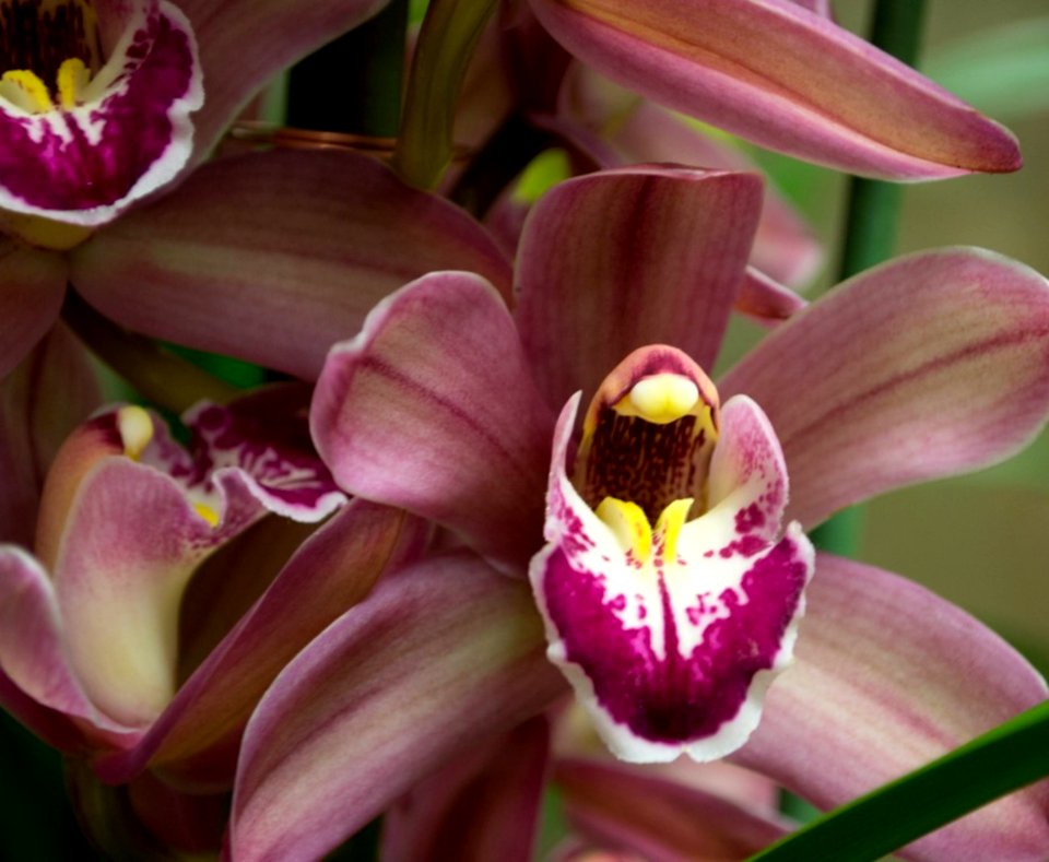 Pink-phalenopsis-orchids-in-flower-shop