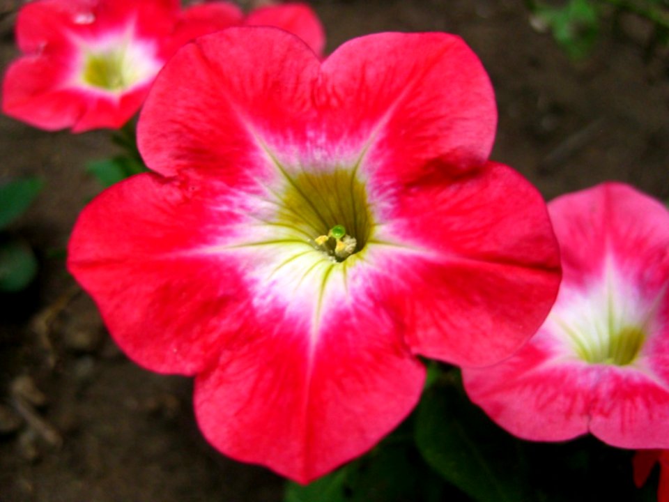 Pink-petunias-in-garden