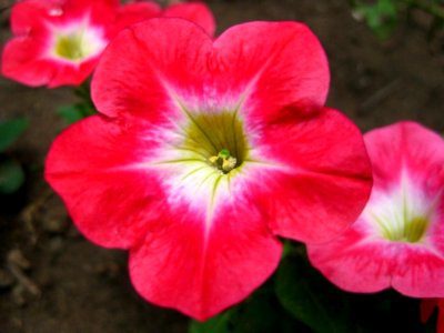 Pink-petunias-in-garden